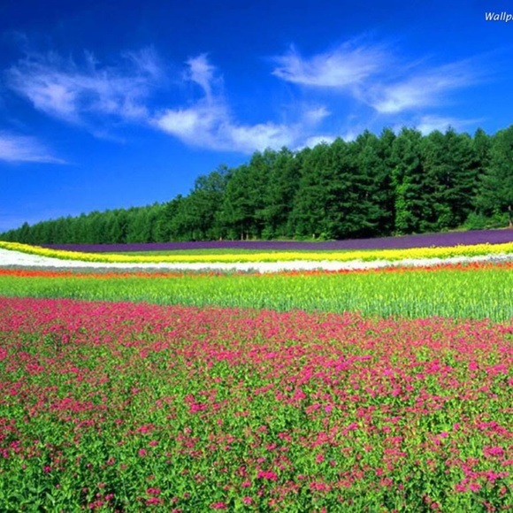 Meet your Posher, D - Picture 1 of 1